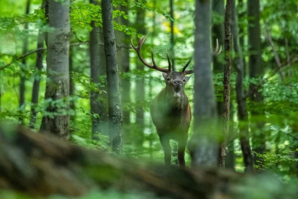 Cervo Cervus Elaphus Cervo Durante Stagione Degli Scatti Bieszczady Mts — Foto Stock