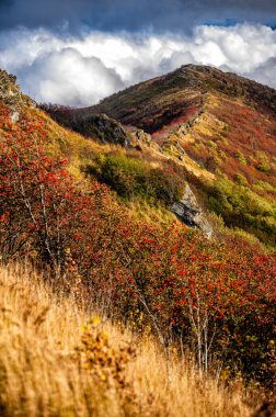 Dağlardaki sonbahar renklerinin paleti. Bukowe Berdo, Bieszczady Ulusal Parkı, Karpatlar, Polonya.