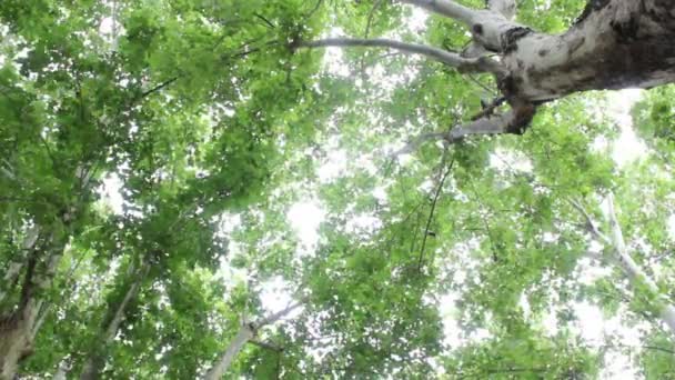 Prise de vue d'arbres avec des oiseaux volant parmi les branches — Video