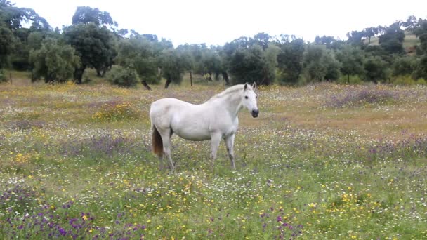 Cavallo al pascolo in un campo pieno di fiori — Video Stock