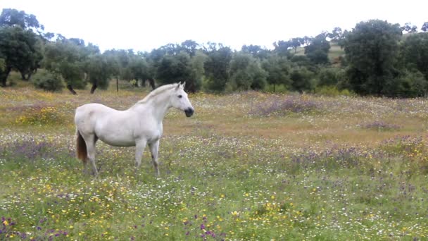 Άσπρο άλογο σε ένα πεδίο γεμάτο λουλούδια — Αρχείο Βίντεο