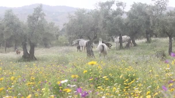 Άλογα που τρέχουν σε όλο το πεδίο — Αρχείο Βίντεο