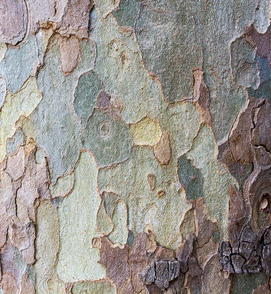 Bark tree trunk — Stock Photo, Image