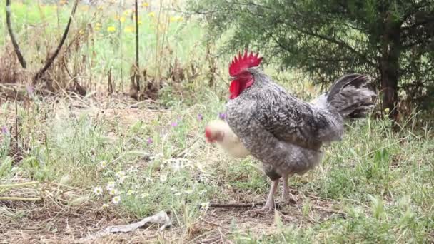 Fowls in the field — Stock Video