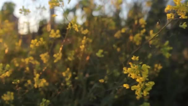Blumen auf dem Feld bei Sonnenuntergang — Stockvideo