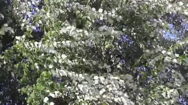 Mouvement des feuilles d'un arbre 