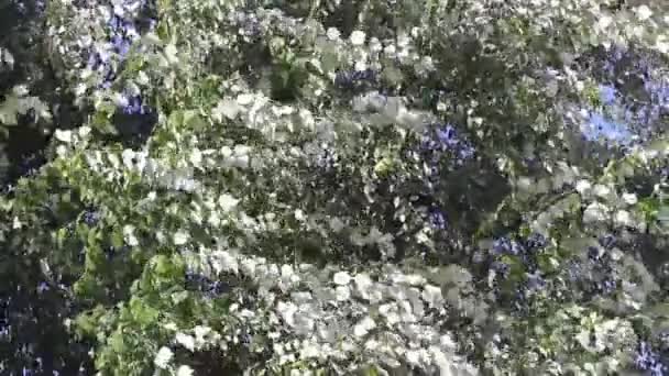 Movimiento de las hojas de un árbol — Vídeo de stock