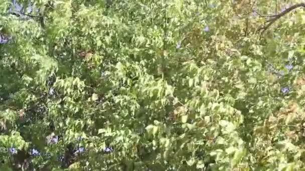 Movimiento de las hojas de un árbol — Vídeo de stock