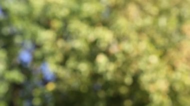 bulanık hareket ağaç yaprak