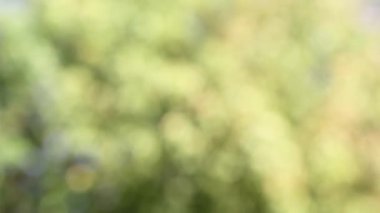 bulanık hareket ağaç yaprak