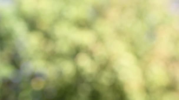 Mouvement des feuilles d'arbre flou 