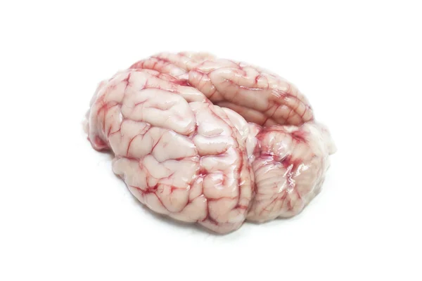 隔離されたブタの脳 — ストック写真