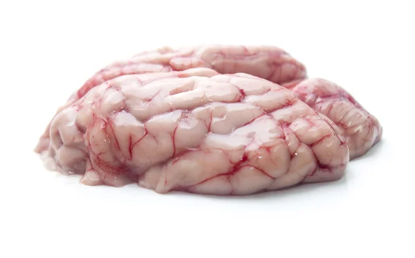 Cerebro aislado de cerdo — Foto de Stock