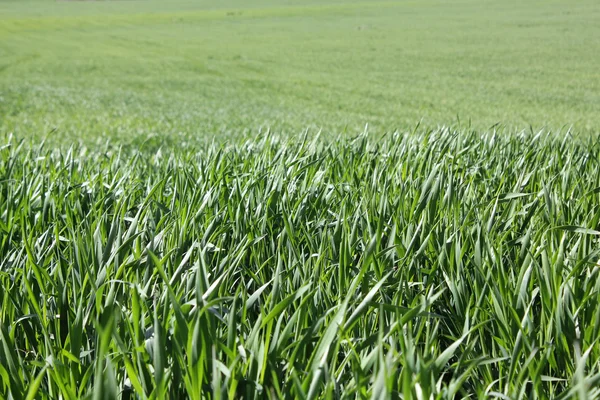 Grass — Stock Photo, Image