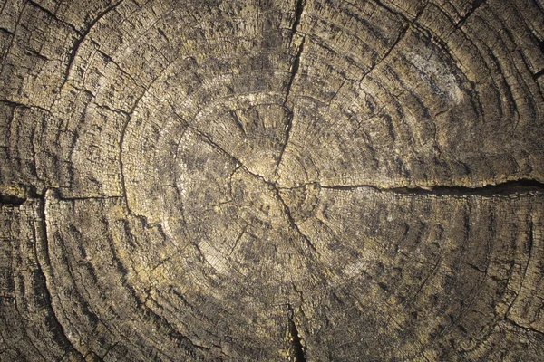 Textura del tronco del árbol cortado —  Fotos de Stock