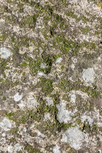 Stone with moss — Stock Photo, Image