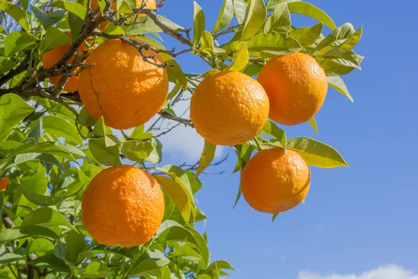 Branch of a tree with oranges — Stock Photo, Image