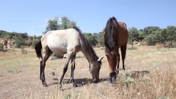 Cavalos pastando no campo — Vídeo de Stock