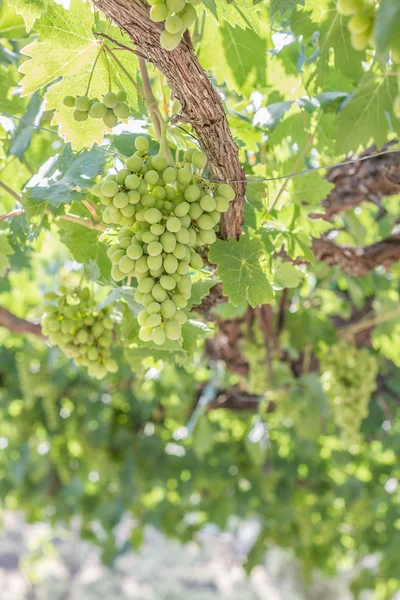 En gruppe druer på en vinstokk – stockfoto