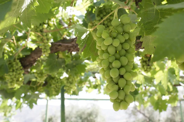 Bouquet de raisins sur une vigne — Photo