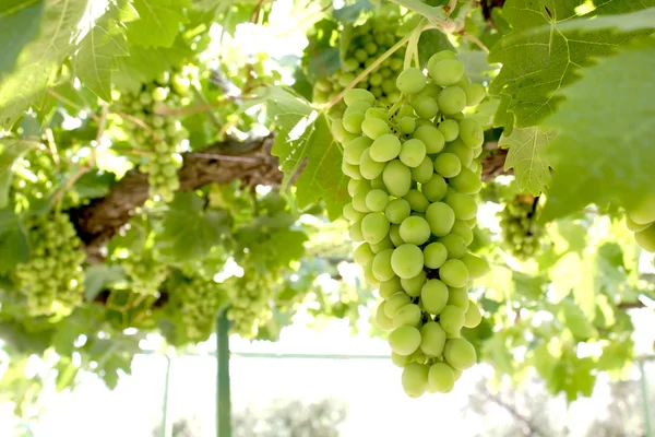 Bunch of grapes on a vine — Stock Photo, Image