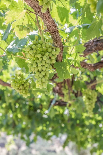 En gruppe druer på en vinstokk – stockfoto