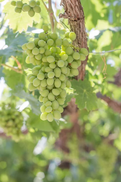 Tros druiven op een wijnstok — Stockfoto