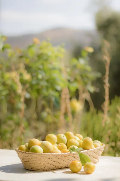 Basket of yellow plums — Stock Photo, Image