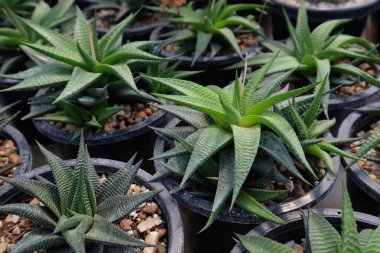 Küçük ve güzel sulu kaktüsler sulak bitkilerin saksılarında..