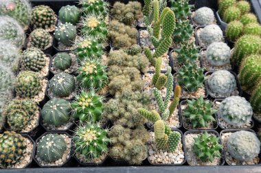 Sabah Serasında Çeşitli Şirin Kaktüsler.