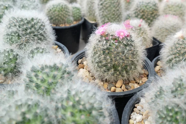 Various Cute Cactus Greenhouse Morning — Zdjęcie stockowe