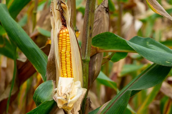 Beautiful Corn Pods on Corn Plants in the Corn Field in the Morning.