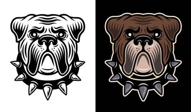 Çivili yaka vektörü içinde Bulldog kafası iki stil illüstrasyon beyaz üzerine siyah ve koyu arkaplan üzerine renkli