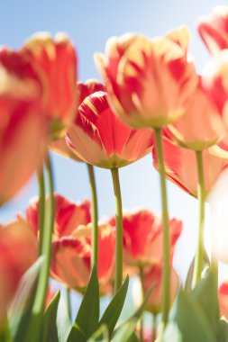 güzel taze Lale çiçeği içinde