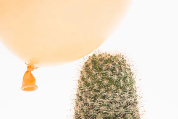 Balloon landing on a cactus — Stock Photo, Image
