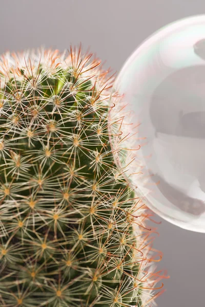 Soapbubble přistání na kaktus — Stock fotografie