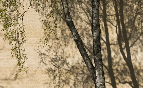 Árbol y sombra Imágenes de stock libres de derechos