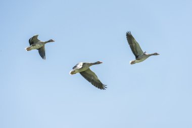 Three grey geese flying clipart