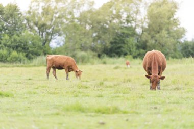 İnekler üzerine mera, İsveç