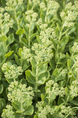 bahçede yeşil tomurcuklanan çiçekleri