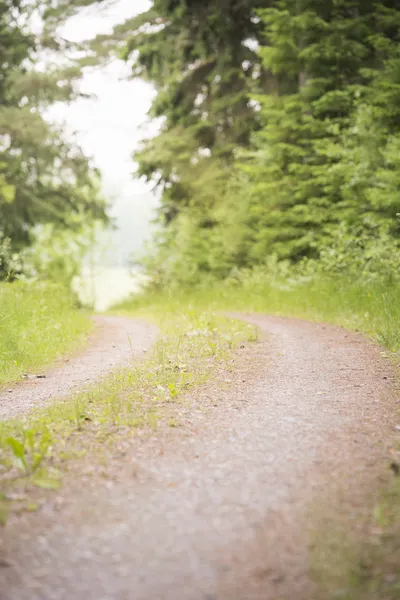 Dirtroad em bosques — Fotografia de Stock