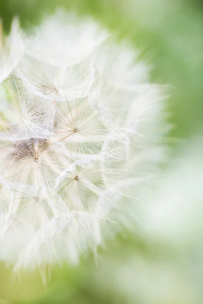 ふわふわの種子を持つ頭花のクローズ アップ — ストック写真