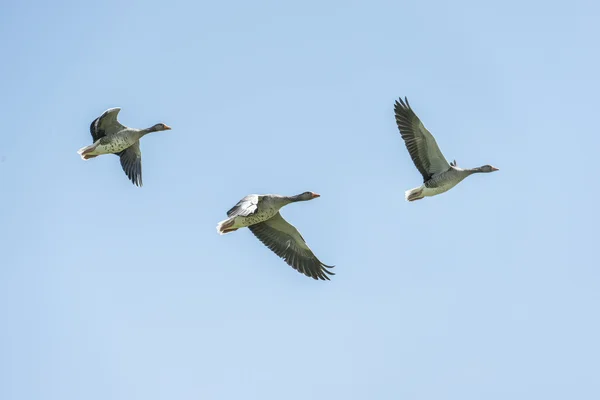 Three grey geese flying — Stock Photo, Image