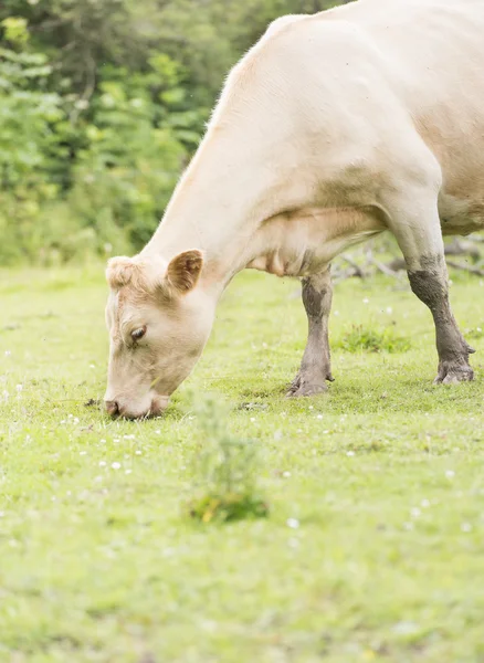 Kráva na pastvě, Švédsko — Stock fotografie