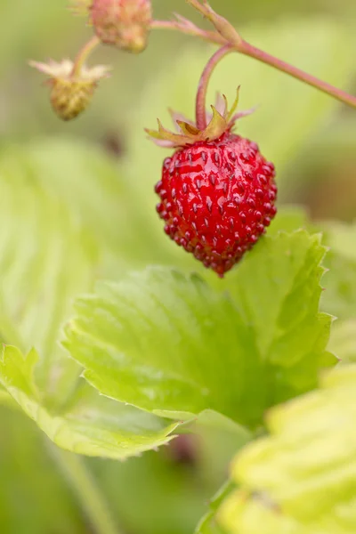 Închiderea căpșunilor sălbatice coapte în creștere în grădină — Fotografie, imagine de stoc