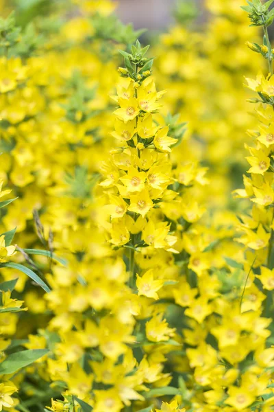 Jardin avec des fleurs jaunes en fleurs en été — Photo