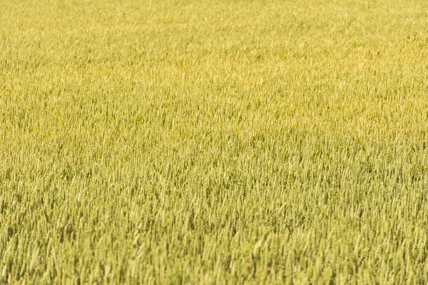 Campo de trigo cheio de plantas douradas naturais — Fotografia de Stock
