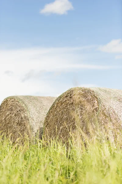 Silage bales in summer landscape