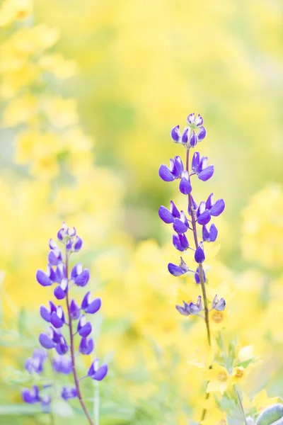 夏の庭の紫と黄色の花 — ストック写真