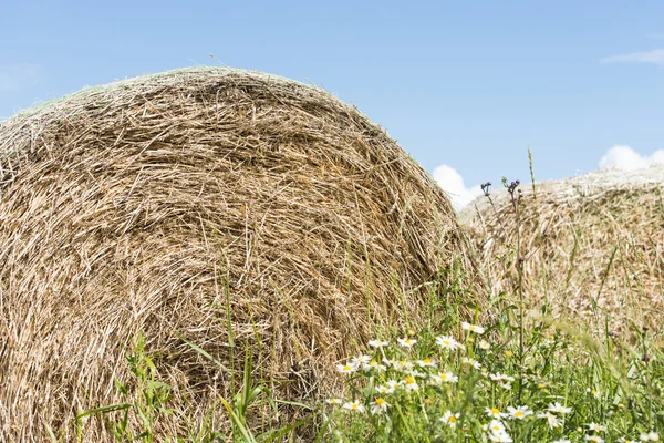Silage bales in summer landscape — Stock Photo, Image